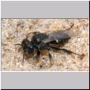 Oxybelus bipunctatus - Fliegenspiesswespe w09 5-6mm - Sandgrube Niedringhaussee.jpg